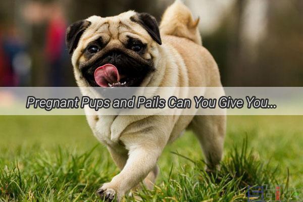 Pregnant Pups and Pails Can You Give Your Expecting Dog a Bath